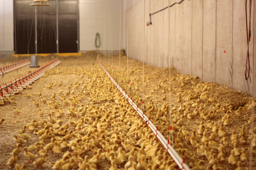 Enten Stallung in Oberösterreich