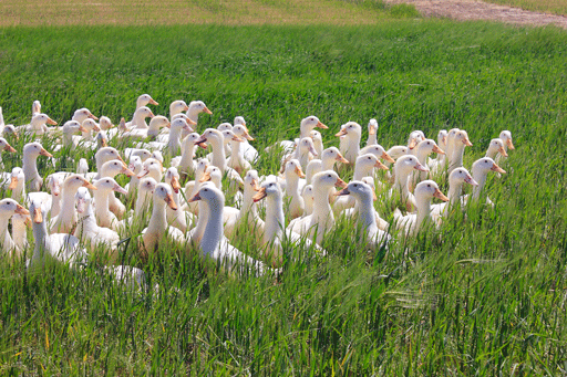 Bio Enten mit Auslauf